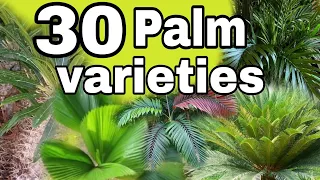 palm plants with names//palm trees+mga pangalan ng halaman