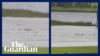 'Shark' spotted swimming in flooded Florida neighbourhood