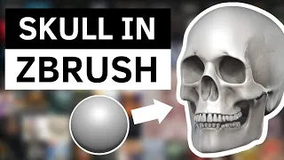 Create Your First SKULL in ZBrush