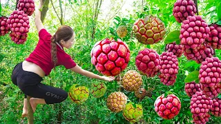 Harvesting Red Forest Custard apples, fruits that only grow in deep forests Goes to the market sell