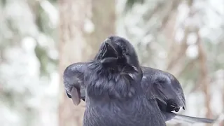 Raven Makes Beautiful Hollow Knock Call with Bowing Motion and Extended Throat Feathers