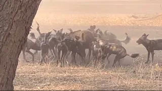 wild dogs pack attack baby buffalo video