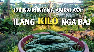 120 Na Puno Ng Ampalaya Ilang Kilo Kaya To!? | Home Grown Ampalaya Harvesting