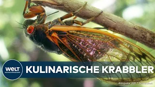 USA: Zikaden-Invasion! - Einzigartiges Naturphänomen zieht Wissenschaftler und Feinschmecker an
