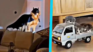 Funny cats and dogs videos compilation 😺 | Animaly 185