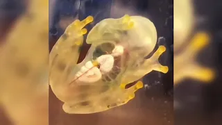 The "Glass Frog."