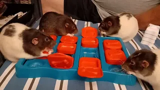 Rats Working Their Puzzle