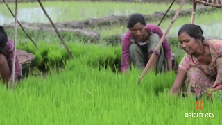 Cultivation of Rice | Transplanting 4K Drone footage