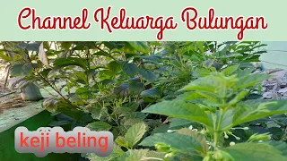 #tanaman#tanamanherbal|Tanaman Keji Beling|