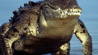 Crocodiles Caught On Tape