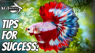 Top 10 Tips To Make Your Betta Fish Happy