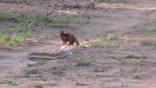 Black mamba vs Dwarf mongoose