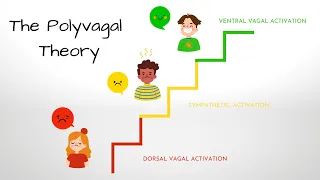 What is the Polyvagal Theory?