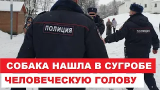 В Туле собака нашла в сугробе человеческую голову