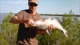 Parasites On A Blue Catfish