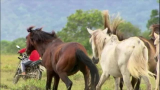 Domingo Espetacular revela imagens inéditas de cavalos selvagens ameaçados de extinção