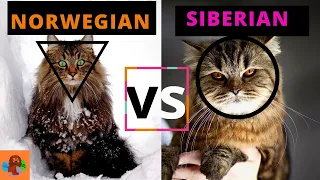 SIBERIAN CAT VS NORWEGIAN FOREST CAT (Breed Comparison) What is different about them?