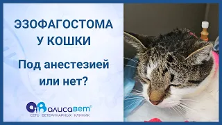 Эзофагостома у кошки – анестезия