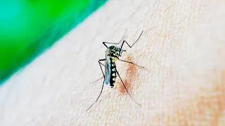 Aumentan los casos de Dengue: Cómo identificarlo, cuáles son los síntomas y como prevenirlo