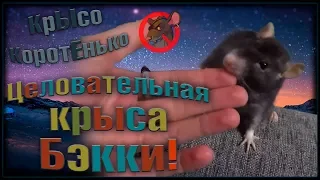 Бэкки - ЦЕЛОВАТЕЛЬНАЯ крыса! (Fancy Rats | Декоративные Крысы)