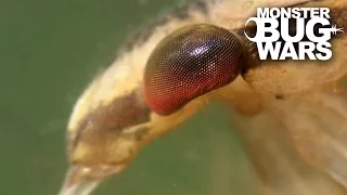 Mudeye vs Water Bug | MONSTER BUG WARS