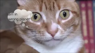 Funny Cats Video Compilations 2019 #cats #vines #funnyanimals