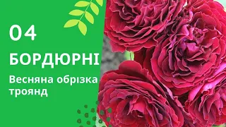 Весняна обрізка троянд. Бордюрні