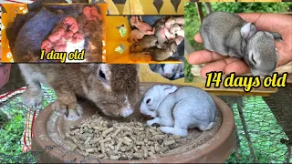 14 days old bunnies //Rabbit give birth //11 babies