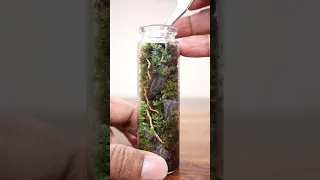 Let's make a Miniature Mosswall Terrarium #shorts