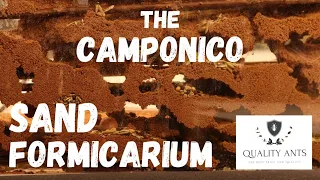 The "Camponico sand formicarium" for my Messor barbarus.