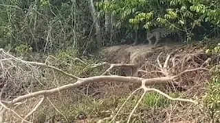 A female jaguar killed a baby giant river otter and tried to drag it up the river