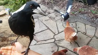 Escaping the chickens but then finding another problem! Adventures with a magpie on my arm part 1/3