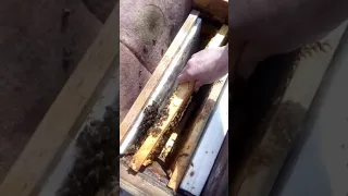 Как спасти матку с горстью пчел....