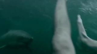 GoPro WoooW Man Fights Off Great White Shark In Sydney Harbour