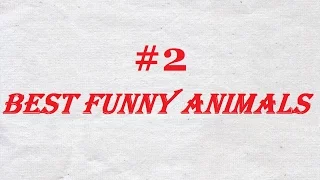 приколы с котами #2  Best Funny Cats 2016