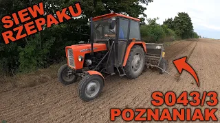 Siew rzepaku - siewnik S043/3 "Poznaniak" + Ursus C-330