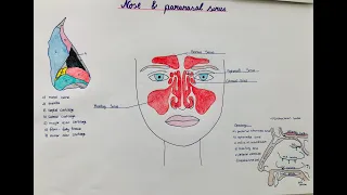 nose + paranasal sinuses - anatomy, physiology, structure