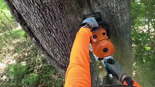 Dealing with a difficult tree