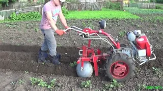 Hilling of potatoes with a motor block.