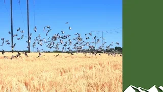 Clouds of Irish Pigeons