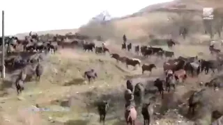 Карачаевская порода лошадей 🐎