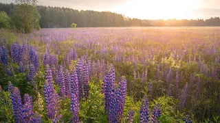 Lupine Meadow ~ Deep Relaxation Music & Healing Nature Sounds to Calm Your Nervous System