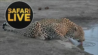 safariLIVE - Sunrise Safari - July 27, 2018