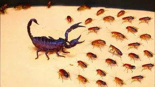 20 Craziest Fights in the Insect Kingdom