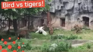 BIRD BATTLES TIGERS IN CHINESE ZOO