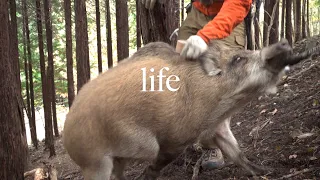 Wild Boar Catch and Cook inThe Japanese Countryside