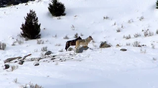 Canyon Pack Greeting - A Yellowstone Wolf Morning