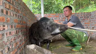 Heat protection for sows about to give birth and wild boar herds, selling wild boar at high prices