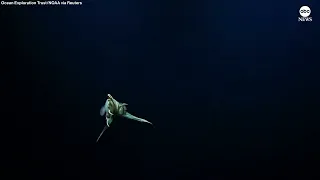 Rare 'dumbo' octopus caught on camera on deep-sea dive