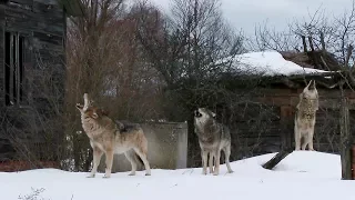 Howling pack of wolves in an abandoned village [Chernobyl zone] | Film studio aves